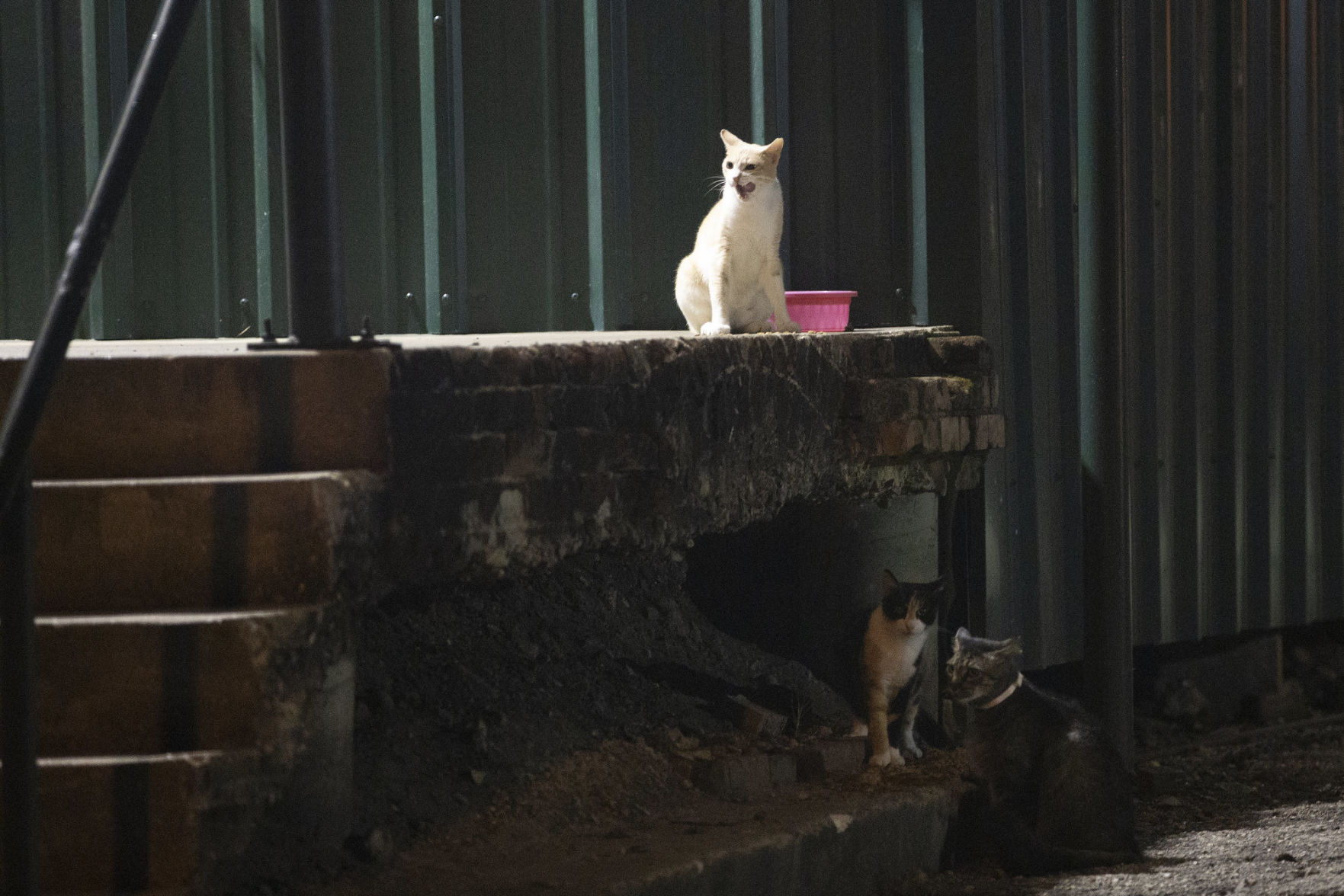 Victoria Trap-Neuter-Return